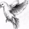 Dardanel38
