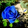 blue1gonca