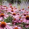 coyflower